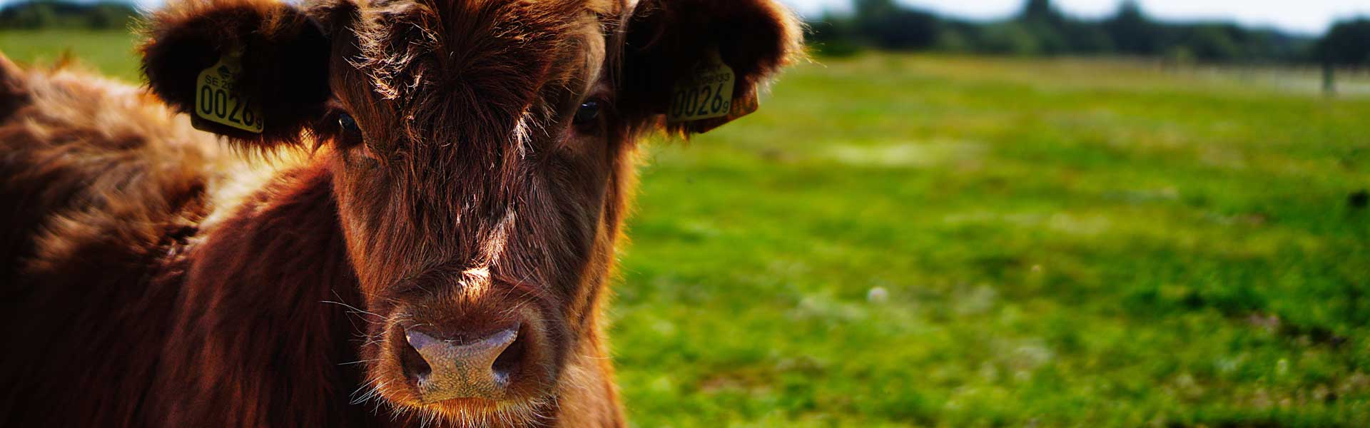 cattle health devon